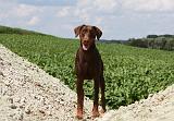 DOBERMANN 1172